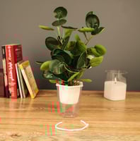 مزهرية خضار منسق