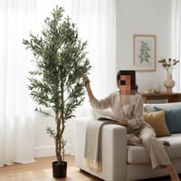 شجرة زيتون طول ٢٠٠ سم