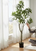 شجرة باتشيرا صناعي 160 سم