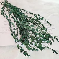 ورق زينة طبيعي مجفف لتنسيق الفازات والديكور الداخل...