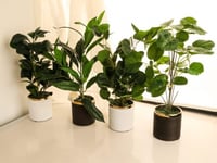 مزهرية خضار منسق