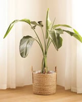 سلة خوص ثلاث مقاسات