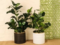 مزهرية خضار منسق