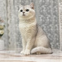 قطه سكوتش للبيع | سلڤر | ذكر