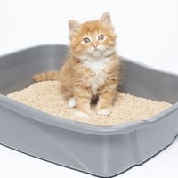 رمل حمام قطط - حجم 5 لتر