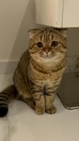 قطه سكوتش فولد للبيع | تايقر | ذكر