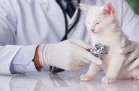 خدمة فحص + تقرير طبي لقطتك