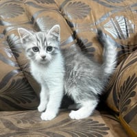 قط سكوتش بيكي فيس للبيع | سلڤر تايقر | ذكر