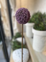 ساق الكراسبيديا