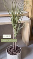 نبتة بمركن فخار داخل الرياض فقط
