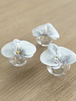 اوركيد بفازة