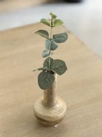 فازة بنبتة كلبتوس