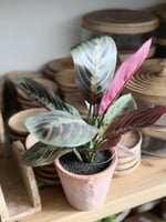 نبتة مارانتا ليوكونيورا