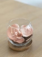 فازة اوركيد