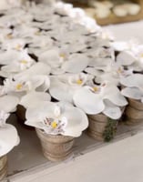 فازة اوركيد