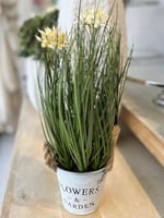 نبتة برجراس بمركن