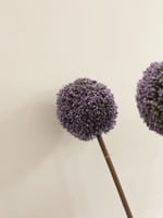 ساق الكراسبيديا