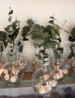 فازة بنبتة كلبتوس