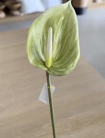 غصن انتوريوم