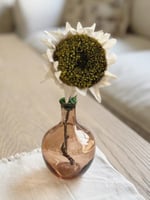 فازة دوار الشمس