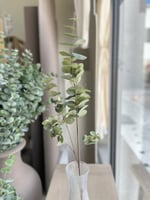 غصن أوكالبتوس