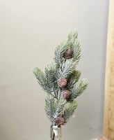 نبتة الصنوبر