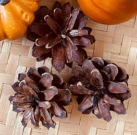 ديكور اليقطين حبه واحده