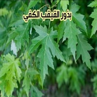 بذور القيقب الكفي