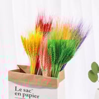 سنابل مجففة