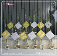 توزيعات ساق البامبو ( داخل جدة فقط )