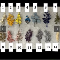 فواحات نوعين