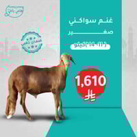 غنم سواكني طازج (صغير )