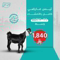 تيس عارضي طازج كامل بالأحشاء (متوسط)