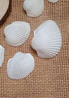 أصداف صدف قواقع بحر لون ابيض منوع فيه احجام كبيرة...