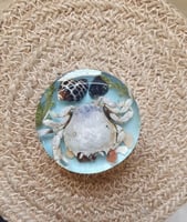 ورق شجر أخضر للبحر مجفف للريزن علبة ن