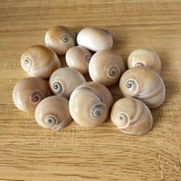 أصداف قواقع صدق حلزون رائعة من البحر الابيض 8 قطع