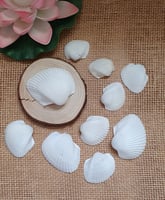 أصداف صدف قواقع بحر لون ابيض منوع فيه احجام كبيرة...