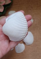 أصداف صدف قواقع بحر لون ابيض منوع فيه احجام كبيرة...