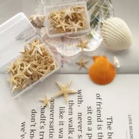 نجوم بحر 100 قطعه مقاس 1 الى 2 سم