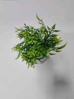 Faux Green Plant in Decorative White Pot نبات أخضر...