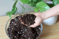 تربة داخلية - 10 لتر