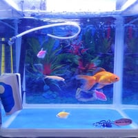 تأجير أسبوعي بالقطيف | حوض سمك مع السمك وملحقاته F...