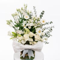 جوري الصفاء الأبيض