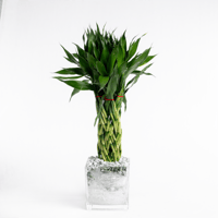 بامبو الصدى