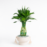 بامبو السكينة