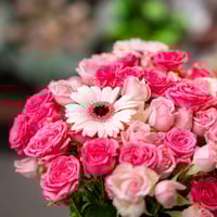 جربيرا الندى