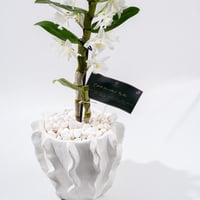 همس الأوركيد