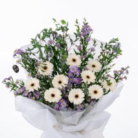 جربيرا التخرج