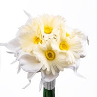 اشراقة الجيربيرا والكالا