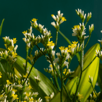 بياض السكون